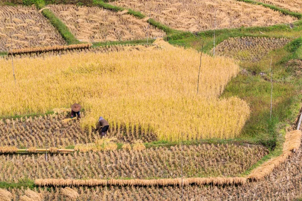 Agricultores na província de Maehongson — Fotografia de Stock