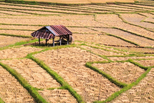 Campo Paddy em Mae Hong Son — Fotografia de Stock