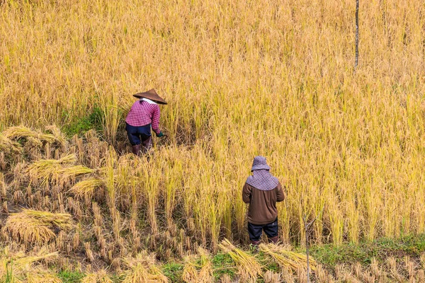 Farmers in Maehongson Province — Stock Photo, Image