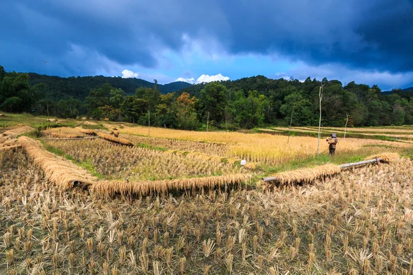 Rýžových polí v Mae Hong Son — Stock fotografie