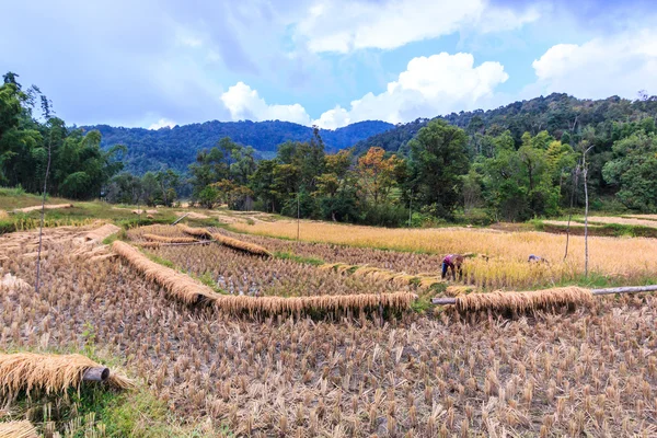 Agricoltori nella provincia di Maehongson — Foto Stock