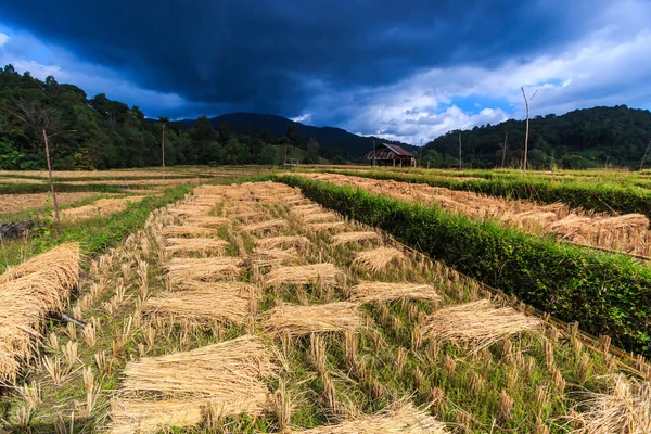 Rýžových polí v Mae Hong Son — Stock fotografie