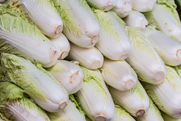 Fresh White cabbage — Stock Photo, Image