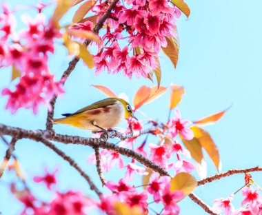 Kiraz çiçekli kuş.