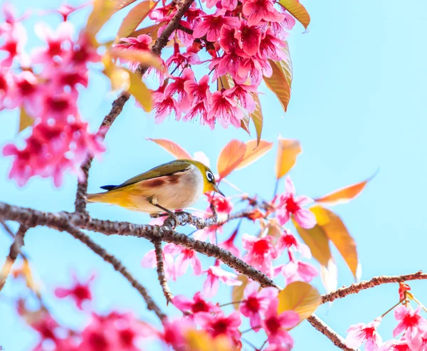 Птица на цветке вишни — стоковое фото