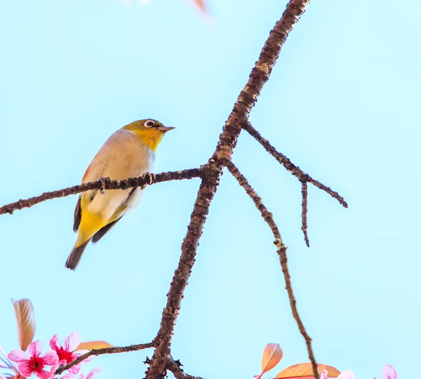 Pták na višňovém květu — Stock fotografie