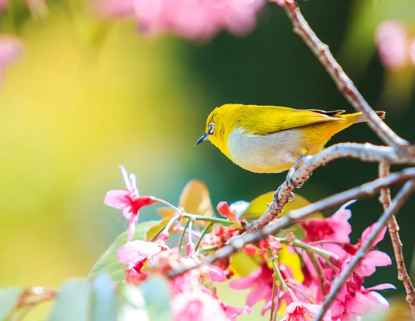 벚꽃피는 새 — 스톡 사진
