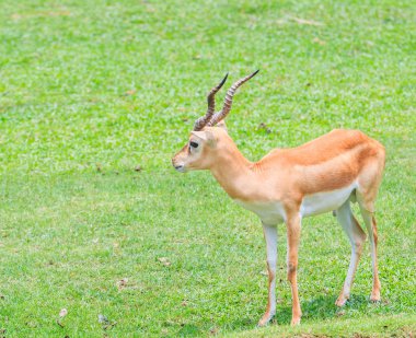 Thomsoni gazella hayvan