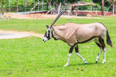 Gemsbok antilop niteliğine