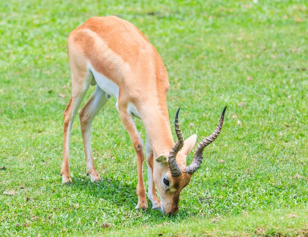 Gazelle de Thomson animal sur la nature — Photo