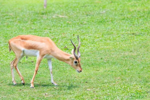 Thomsoni gazella animal — Fotografia de Stock