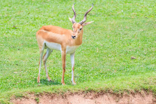 Thomsoni gazella animal — Fotografia de Stock