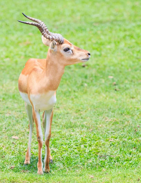 Thomsoni ガゼル属の動物 — ストック写真