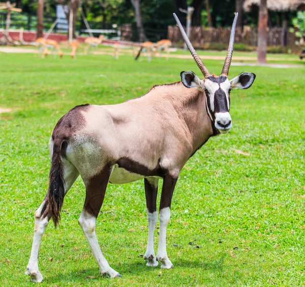 Gemsbok antilope sur la nature — Photo