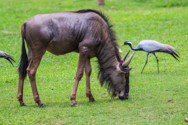 Μπλε γκνου (wildebeest) στην Αφρική — Φωτογραφία Αρχείου