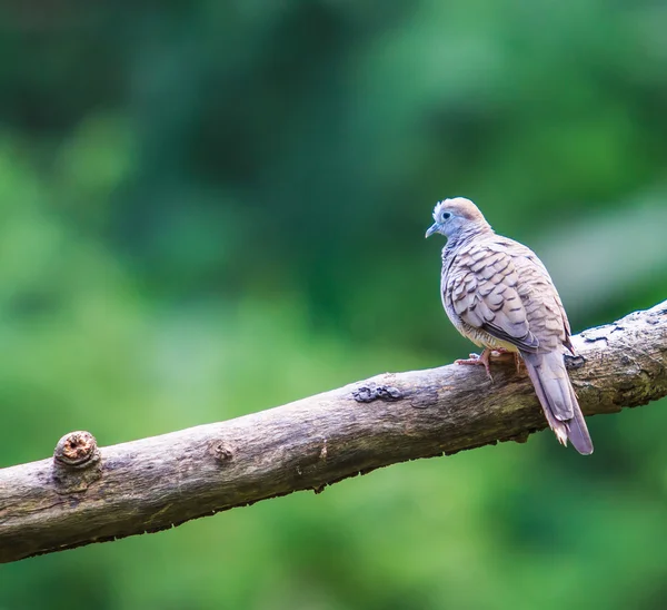 Zebra zwierzę Dove — Zdjęcie stockowe