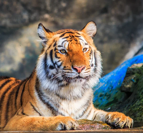 Bellissimo animale tigre — Foto Stock