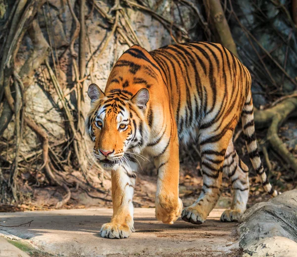 美しいトラ動物 — ストック写真