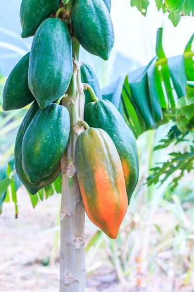 Papaya fruits on tree — Stock Photo, Image