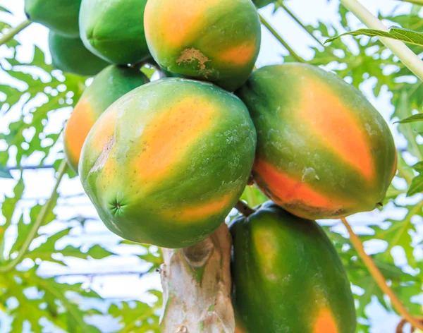 木の上のパパイヤの果物 — ストック写真
