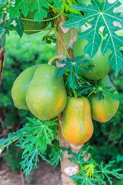 Frutos de papaya en el árbol — Foto de Stock