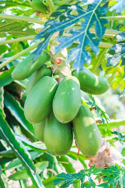 Frutos de mamão na árvore — Fotografia de Stock