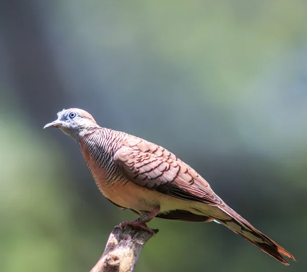 Zebra Dove perching on  tree — Stock Photo, Image