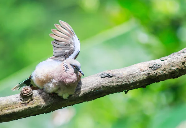 Vogel entdeckt Taube in Thailand — Stockfoto