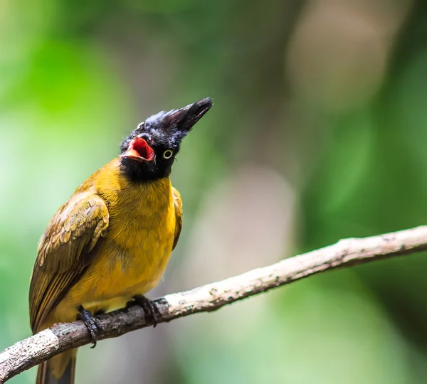 Ave bulbul de cresta negra — Foto de Stock