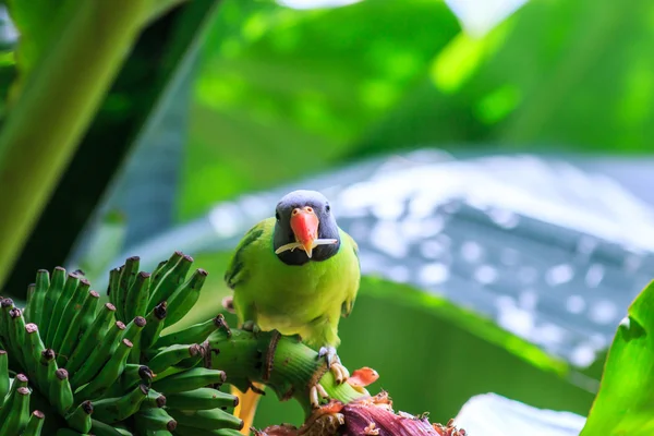 Зеленый попугай ест абанану — стоковое фото