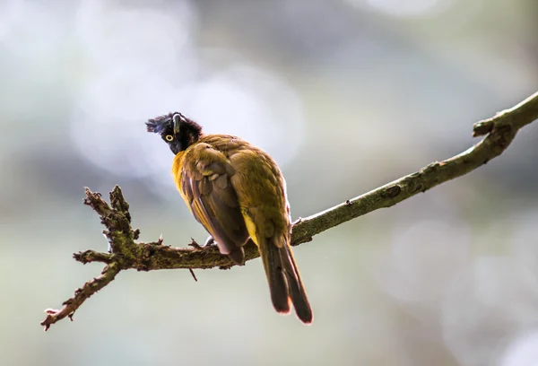 Ave bulbul de cresta negra — Foto de Stock