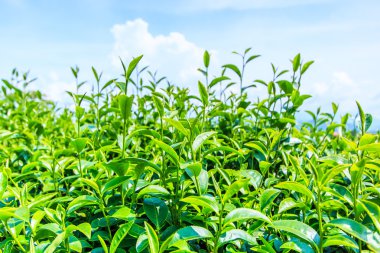 yeşil çay saç ekimi