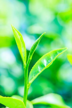 yeşil çay saç ekimi