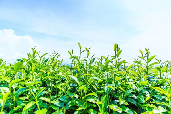 Zelený čaj plantáž — Stock fotografie