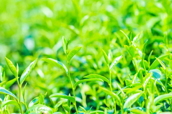 Green Tea plantation — Stock Photo, Image