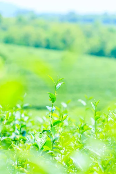 グリーンの茶畑 — ストック写真