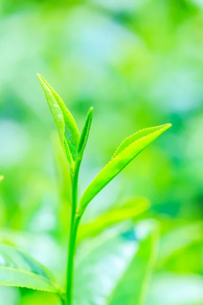 グリーンの茶畑 — ストック写真