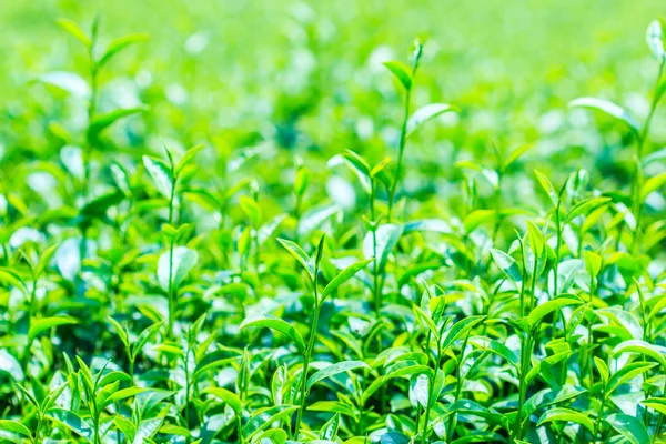 Plantación de té verde —  Fotos de Stock