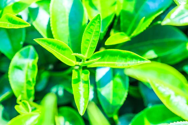 Green Tea plantation — Stock Photo, Image