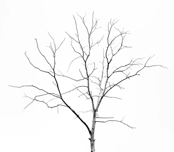 Мертвое дерево на фоне — стоковое фото
