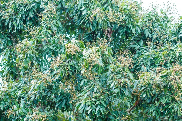 Longan meyve ağacı üzerinde — Stok fotoğraf