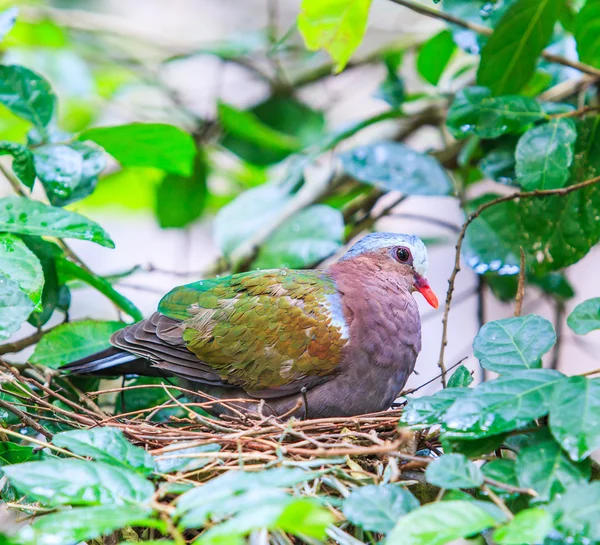 Pomba Esmeralda de Pássaro na Tailândia — Fotografia de Stock