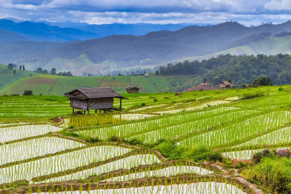 Reisfelder in chiang mai — Stockfoto