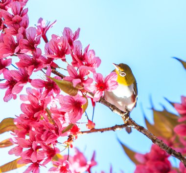 Kiraz çiçekli kuş.