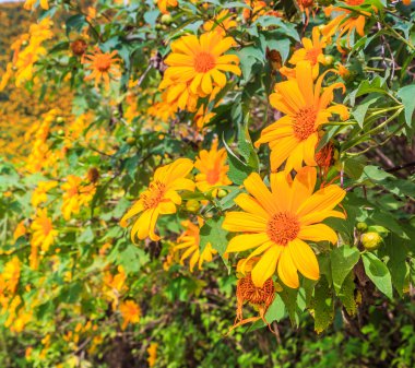 Beautiful Mexican sunflowers clipart