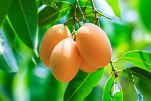 Mayongchid Maprang Marian Plums — Stock Photo, Image