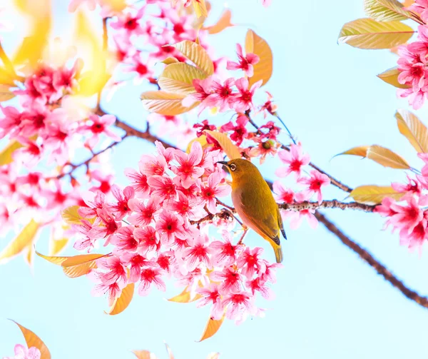 Uccello in fiore di ciliegio — Foto Stock