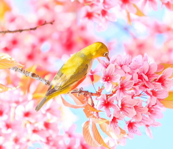 Bird on Cherry Blossom