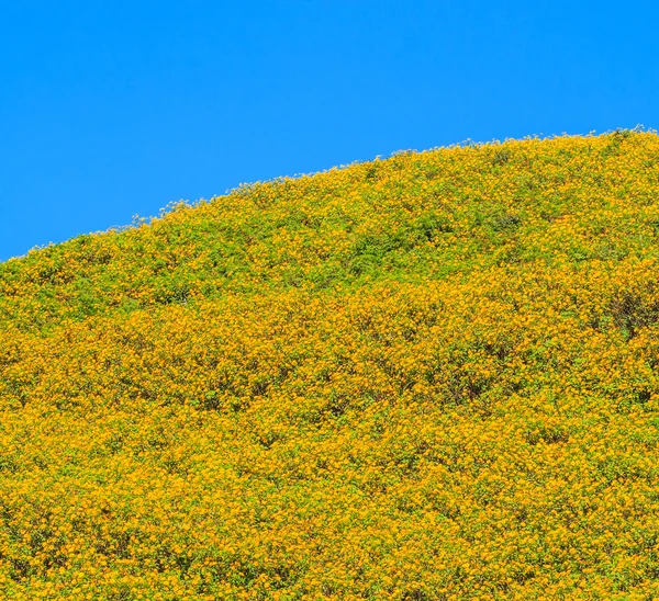 Schöne mexikanische Sonnenblumen — Stockfoto