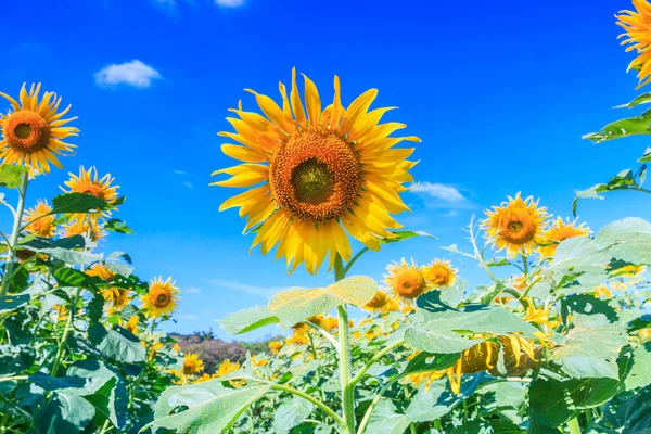 Fält blommande solrosor — Stockfoto